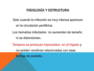 FISIOLOGÍA Y ESTRUCTURA
Solo cuando la infección es muy intensa aparecen
en la circulación periférica.
Los hematíes infectados no aumentan de tamaño
ni se distorsionan.
Tampoco se producen hipnozoitos en el hígado y
no existen recidivas relacionadas con esas
formas de parásito.
 