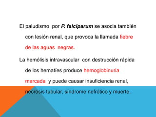 El paludismo por P. falciparum se asocia también
con lesión renal, que provoca la llamada fiebre
de las aguas negras.
La hemólisis intravascular con destrucción rápida
de los hematíes produce hemoglobinuria
marcada y puede causar insuficiencia renal,
necrosis tubular, síndrome nefrótico y muerte.
 