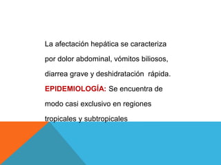 La afectación hepática se caracteriza
por dolor abdominal, vómitos biliosos,
diarrea grave y deshidratación rápida.
EPIDEMIOLOGÍA: Se encuentra de
modo casi exclusivo en regiones
tropicales y subtropicales
 