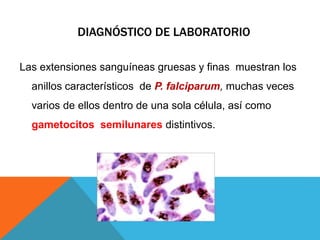 DIAGNÓSTICO DE LABORATORIO
Las extensiones sanguíneas gruesas y finas muestran los
anillos característicos de P. falciparum, muchas veces
varios de ellos dentro de una sola célula, así como
gametocitos semilunares distintivos.
 