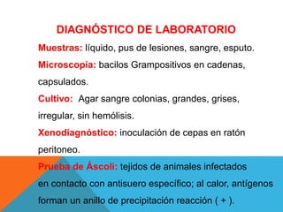 DIAGNÓSTICO DE LABORATORIO
Muestras: líquido, pus de lesiones, sangre, esputo.
Microscopía: bacilos Grampositivos en cadenas,
capsulados.
Cultivo: Agar sangre colonias, grandes, grises,
irregular, sin hemólisis.
Xenodiagnóstico: inoculación de cepas en ratón
peritoneo.
Prueba de Áscoli: tejidos de animales infectados
en contacto con antisuero específico; al calor, antígenos
forman un anillo de precipitación reacción ( + ).
 