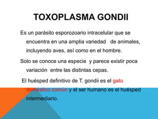 TOXOPLASMA GONDII
Es un parásito esporozoario intracelular que se
encuentra en una amplia variedad de animales,
incluyendo aves, así como en el hombre.
Solo se conoce una especie y parece existir poca
variación entre las distintas cepas.
El huésped definitivo de T. gondii es el gato
doméstico común y el ser humano es el huésped
intermediario.
 