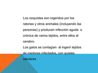 Los ooquistes son ingeridos por los
ratones y otros animales (incluyendo las
personas) y producen infección aguda o
crónica de varios tejidos, entre ellos el
cerebro.
Los gatos se contagian al ingerir tejidos
de roedores infectados, con quistes
celulares
 