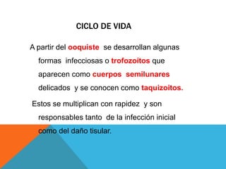 CICLO DE VIDA
A partir del ooquiste se desarrollan algunas
formas infecciosas o trofozoítos que
aparecen como cuerpos semilunares
delicados y se conocen como taquizoitos.
Estos se multiplican con rapidez y son
responsables tanto de la infección inicial
como del daño tisular.
 