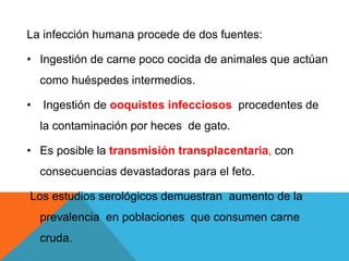 La infección humana procede de dos fuentes:
• Ingestión de carne poco cocida de animales que actúan
como huéspedes intermedios.
• Ingestión de ooquistes infecciosos procedentes de
la contaminación por heces de gato.
• Es posible la transmisión transplacentaria, con
consecuencias devastadoras para el feto.
Los estudios serológicos demuestran aumento de la
prevalencia en poblaciones que consumen carne
cruda.
 