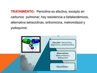 TRATAMIENTO: Penicilina es efectiva, excepto en
carbunco pulmonar, hay resistencia a betalactámicos,
alternativa tetraciclinas, eritromicina, metronidazol y
yodoquinol.
 