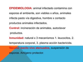 EPIDEMIOLOGIA: animal infectado contamina con
esporas el ambiente, son viables x años, animales
infecta pasto vía digestiva, hombre x contacto
productos animales infectados.
Control: incineración de animales, autoclavar
productos.
Inmunidad: natural x 3 mecanismos 1. leucocitos, 2.
temperatura corporal, 3. plasma acción bactericida.
Vacuna: bacilo vivo atenuados, suspensión de
esporas. Antígeno protector.
 
