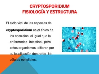 CRYPTOSPORIDIUM
FISIOLOGÍA Y ESTRUCTURA
El ciclo vital de las especies de
cryptosporidium es el típico de
los coccidios, al igual que la
enfermedad intestinal, pero
estos organismos difieren por
su localización dentro de las
células epiteliales.
 