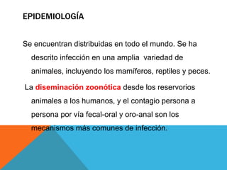 EPIDEMIOLOGÍA
Se encuentran distribuidas en todo el mundo. Se ha
descrito infección en una amplia variedad de
animales, incluyendo los mamíferos, reptiles y peces.
La diseminación zoonótica desde los reservorios
animales a los humanos, y el contagio persona a
persona por vía fecal-oral y oro-anal son los
mecanismos más comunes de infección.
 