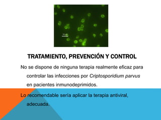 TRATAMIENTO, PREVENCIÓN Y CONTROL
No se dispone de ninguna terapia realmente eficaz para
controlar las infecciones por Criptosporidium parvus
en pacientes inmunodeprimidos.
Lo recomendable sería aplicar la terapia antiviral,
adecuada.
 