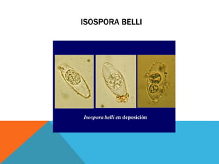 ISOSPORA BELLI
 