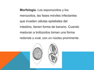 Morfologia. Los esporozoitos y los
merozoitos, las fases móviles infectantes
que invaden células epiteliales del
intestino, tienen forma de banano. Cuando
maduran a trofozoitos toman una forma
redonda u oval, con un núcleo prominente.
 