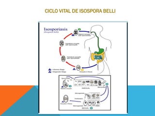 CICLO VITAL DE ISOSPORA BELLI
 