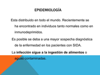 EPIDEMIOLOGÍA
Esta distribuido en todo el mundo. Recientemente se
ha encontrado en individuos tanto normales como en
inmunodeprimidos.
Es posible se deba a una mayor sospecha diagnóstica
de la enfermedad en los pacientes con SIDA.
La infección sigue a la ingestión de alimentos o
aguas contaminadas.
 
