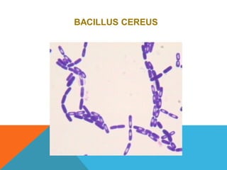 BACILLUS CEREUS
 