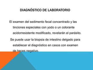 DIAGNÓSTICO DE LABORATORIO
El examen del sedimento fecal concentrado y las
tinciones especiales con yodo o un colorante
acidorresistente modificado, revelarán el parásito.
Se puede usar la biopsia de intestino delgado para
establecer el diagnóstico en casos con examen
de heces negativo.
 