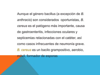 Aunque el género bacillus (a excepción de B.
anthracis) son considerados oportunistas, B.
cereus es el patógeno más importante, causa
de gastroenteritis, infecciones oculares y
septicemias relacionadas con el catéter, así
como casos infrecuentes de neumonía grave.
B. cereus es un bacilo grampositivo, aerobio,
móvil, formador de esporas
 