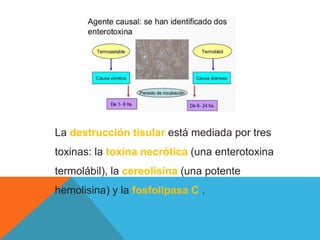 La destrucción tisular está mediada por tres
toxinas: la toxina necrótica (una enterotoxina
termolábil), la cereolisina (una potente
hemolisina) y la fosfolipasa C .
 
