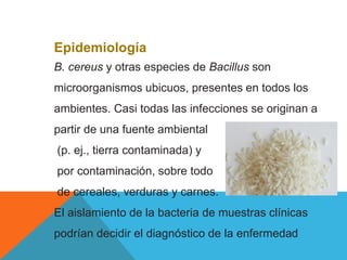 Epidemiología
B. cereus y otras especies de Bacillus son
microorganismos ubicuos, presentes en todos los
ambientes. Casi todas las infecciones se originan a
partir de una fuente ambiental
(p. ej., tierra contaminada) y
por contaminación, sobre todo
de cereales, verduras y carnes.
El aislamiento de la bacteria de muestras clínicas
podrían decidir el diagnóstico de la enfermedad
 