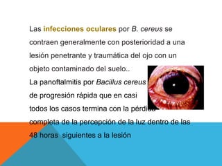 Las infecciones oculares por B. cereus se
contraen generalmente con posterioridad a una
lesión penetrante y traumática del ojo con un
objeto contaminado del suelo..
La panoftalmitis por Bacillus cereus es un proceso
de progresión rápida que en casi
todos los casos termina con la pérdida
completa de la percepción de la luz dentro de las
48 horas siguientes a la lesión
 