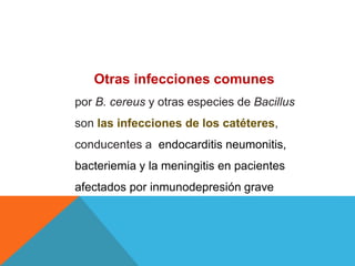 Otras infecciones comunes
por B. cereus y otras especies de Bacillus
son las infecciones de los catéteres,
conducentes a endocarditis neumonitis,
bacteriemia y la meningitis en pacientes
afectados por inmunodepresión grave
 