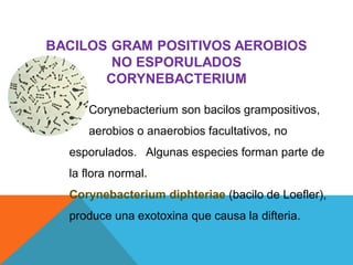 BACILOS GRAM POSITIVOS AEROBIOS
NO ESPORULADOS
CORYNEBACTERIUM
Corynebacterium son bacilos grampositivos,
a aerobios o anaerobios facultativos, no
esporulados. Algunas especies forman parte de
la flora normal.
Corynebacterium diphteriae (bacilo de Loefler),
produce una exotoxina que causa la difteria.
 