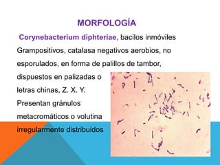 MORFOLOGÍA
Corynebacterium diphteriae, bacilos inmóviles
Grampositivos, catalasa negativos aerobios, no
esporulados, en forma de palillos de tambor,
dispuestos en palizadas o
letras chinas, Z. X. Y.
Presentan gránulos
metacromáticos o volutina
irregularmente distribuidos
 