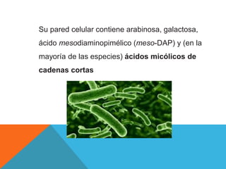 Su pared celular contiene arabinosa, galactosa,
ácido mesodiaminopimélico (meso-DAP) y (en la
mayoría de las especies) ácidos micólicos de
cadenas cortas
 