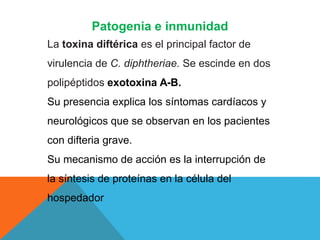 Patogenia e inmunidad
La toxina diftérica es el principal factor de
virulencia de C. diphtheriae. Se escinde en dos
polipéptidos exotoxina A-B.
Su presencia explica los síntomas cardíacos y
neurológicos que se observan en los pacientes
con difteria grave.
Su mecanismo de acción es la interrupción de
la síntesis de proteínas en la célula del
hospedador
 