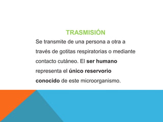 TRASMISIÓN
Se transmite de una persona a otra a
través de gotitas respiratorias o mediante
contacto cutáneo. El ser humano
representa el único reservorio
conocido de este microorganismo.
 