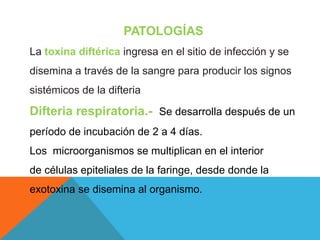 PATOLOGÍAS
La toxina diftérica ingresa en el sitio de infección y se
disemina a través de la sangre para producir los signos
sistémicos de la difteria
Difteria respiratoria.- Se desarrolla después de un
período de incubación de 2 a 4 días.
Los microorganismos se multiplican en el interior
de células epiteliales de la faringe, desde donde la
exotoxina se disemina al organismo.
 