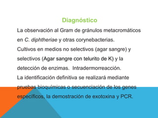 Diagnóstico
La observación al Gram de gránulos metacromáticos
en C. diphtheriae y otras corynebacterias.
Cultivos en medios no selectivos (agar sangre) y
selectivos (Agar sangre con telurito de K) y la
detección de enzimas. Intradermorreacción.
La identificación definitiva se realizará mediante
pruebas bioquímicas o secuenciación de los genes
específicos, la demostración de exotoxina y PCR.
 