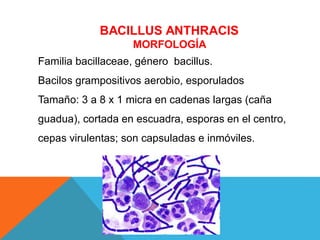 BACILLUS ANTHRACIS
MORFOLOGÍA
Familia bacillaceae, género bacillus.
Bacilos grampositivos aerobio, esporulados
Tamaño: 3 a 8 x 1 micra en cadenas largas (caña
guadua), cortada en escuadra, esporas en el centro,
cepas virulentas; son capsuladas e inmóviles.
 