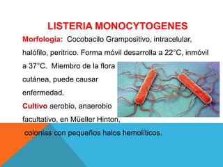 LISTERIA MONOCYTOGENES
Morfología: Cocobacilo Grampositivo, intracelular,
halófilo, peritrico. Forma móvil desarrolla a 22°C, inmóvil
a 37°C. Miembro de la flora
cutánea, puede causar
enfermedad.
Cultivo aerobio, anaerobio
facultativo, en Müeller Hinton,
colonias con pequeños halos hemolíticos.
 