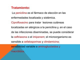 Tratamiento:
La penicilina es el fármaco de elección en las
enfermedades localizada y sistémica.
Ciprofloxacino para tratar lesiones cutáneas
localizadas en alérgicos a la penicilina y, en el caso
de las infecciones diseminadas, se puede considerar
la ceftriaxona o el imipenem; el microorganismo es
sensible a cefalosporinas y clindamicina;
sensibilidad variable a aminoglucósidos y
macrólidos.
 