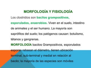 MORFOLOGÍA Y FISIOLOGÍA
Los clostridios son bacilos grampositivos,
esporulados, anaerobios. Viven en el suelo, intestino
de animales y el ser humano. La mayoría son
saprófitos del suelo; los patógenos causan: botulismo,
tétanos y gangrenas.
MORFOLOGÍA bacilos Grampositivos, esporulados
esporas rebasan el diámetro, tienen ubicación
terminal, sub-terminal y medial en relación al
bacilo; la mayoría de las especies son móviles
 