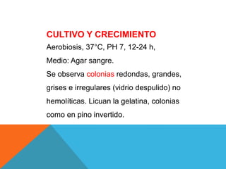 CULTIVO Y CRECIMIENTO
Aerobiosis, 37°C, PH 7, 12-24 h,
Medio: Agar sangre.
Se observa colonias redondas, grandes,
grises e irregulares (vidrio despulido) no
hemolíticas. Licuan la gelatina, colonias
como en pino invertido.
 