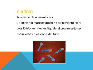 CULTIVO
Ambiente de anaerobiosis.
La principal manifestación de crecimiento es el
olor fétido, en medios líquido el crecimiento se
manifiesta en el fondo del tubo.
 