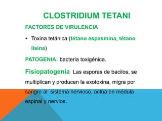 CLOSTRIDIUM TETANI
FACTORES DE VIRULENCIA
 Toxina tetánica (tétano espasmina, tétano
lisina)
PATOGENIA: bacteria toxigénica.
Fisiopatogenia Las esporas de bacilos, se
multiplican y producen la exotoxina, migra por
sangre al sistema nervioso, actúa en médula
espinal y nervios.
 
