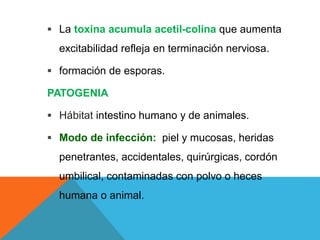  La toxina acumula acetil-colina que aumenta
excitabilidad refleja en terminación nerviosa.
 formación de esporas.
PATOGENIA
 Hábitat intestino humano y de animales.
 Modo de infección: piel y mucosas, heridas
penetrantes, accidentales, quirúrgicas, cordón
umbilical, contaminadas con polvo o heces
humana o animal.
 