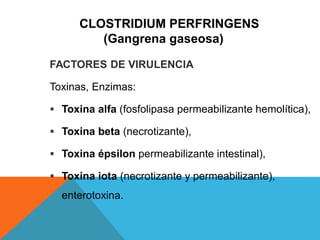 CLOSTRIDIUM PERFRINGENS
(Gangrena gaseosa)
FACTORES DE VIRULENCIA
Toxinas, Enzimas:
 Toxina alfa (fosfolipasa permeabilizante hemolítica),
 Toxina beta (necrotizante),
 Toxina épsilon permeabilizante intestinal),
 Toxina iota (necrotizante y permeabilizante),
enterotoxina.
 