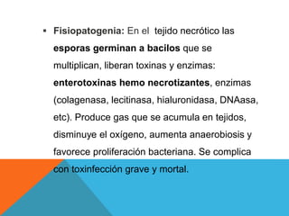  Fisiopatogenia: En el tejido necrótico las
esporas germinan a bacilos que se
multiplican, liberan toxinas y enzimas:
enterotoxinas hemo necrotizantes, enzimas
(colagenasa, lecitinasa, hialuronidasa, DNAasa,
etc). Produce gas que se acumula en tejidos,
disminuye el oxígeno, aumenta anaerobiosis y
favorece proliferación bacteriana. Se complica
con toxinfección grave y mortal.
 