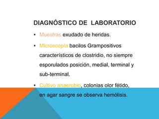 DIAGNÓSTICO DE LABORATORIO
 Muestras exudado de heridas.
 Microscopía bacilos Grampositivos
característicos de clostridio, no siempre
esporulados posición, medial, terminal y
sub-terminal.
 Cultivo anaerobio, colonias olor fétido,
en agar sangre se observa hemólisis.
 