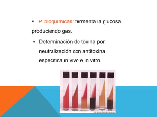 P. bioquímicas: fermenta la glucosa
produciendo gas.
 Determinación de toxina por
neutralización con antitoxina
específica in vivo e in vitro.
 