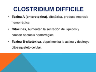 CLOSTRIDIUM DIFFICILE
 Toxina A (enterotoxina), citotóxica, produce necrosis
hemorrágica.
 Citocinas, Aumentan la secreción de líquidos y
causan necrosis hemorrágica.
 Toxina B-citotóxica, depolimeriza la actina y destruye
citoesqueleto celular.
 