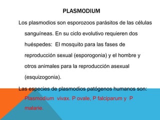 PLASMODIUM
Los plasmodios son esporozoos parásitos de las células
sanguíneas. En su ciclo evolutivo requieren dos
huéspedes: El mosquito para las fases de
reproducción sexual (esporogonia) y el hombre y
otros animales para la reproducción asexual
(esquizogonia).
Las especies de plasmodios patógenos humanos son:
Plasmodium vivax. P ovale, P falciparum y P
malarie.
 