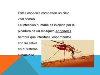 Estas especies comparten un ciclo
vital común.
La infección humana es iniciada por la
picadura de un mosquito Anopheles
hembra que introduce esporozoítos
con su saliva
en el sistema
circulatorio…
 