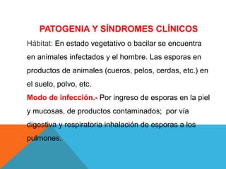 PATOGENIA Y SÍNDROMES CLÍNICOS
Hábitat: En estado vegetativo o bacilar se encuentra
en animales infectados y el hombre. Las esporas en
productos de animales (cueros, pelos, cerdas, etc.) en
el suelo, polvo, etc.
Modo de infección.- Por ingreso de esporas en la piel
y mucosas, de productos contaminados; por vía
digestiva y respiratoria inhalación de esporas a los
pulmones.
 
