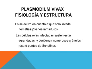 PLASMODIUM VIVAX
FISIOLOGÍA Y ESTRUCTURA
Es selectivo en cuanto a que sólo invade
hematíes jóvenes inmaduros.
Las células rojas infectadas suelen estar
agrandadas y contienen numerosos gránulos
rosa o puntos de Schuffner.
 