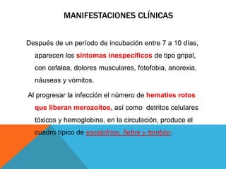 MANIFESTACIONES CLÍNICAS
Después de un período de incubación entre 7 a 10 días,
aparecen los síntomas inespecíficos de tipo gripal,
con cefalea, dolores musculares, fotofobia, anorexia,
náuseas y vómitos.
Al progresar la infección el número de hematíes rotos
que liberan merozoítos, así como detritos celulares
tóxicos y hemoglobina, en la circulación, produce el
cuadro típico de escalofríos, fiebre y temblor.
 